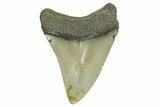 Serrated, Fossil Megalodon Tooth - North Carolina #371502-1